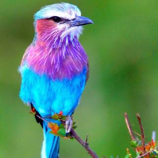 Desktop bird wallpaper