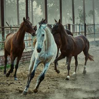 Horses desktop wallpaper