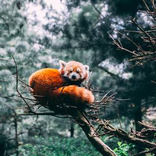 Red panda desktop wallpaper