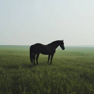 Horses desktop wallpaper
