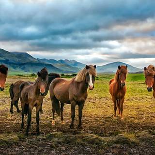 Horses desktop wallpaper