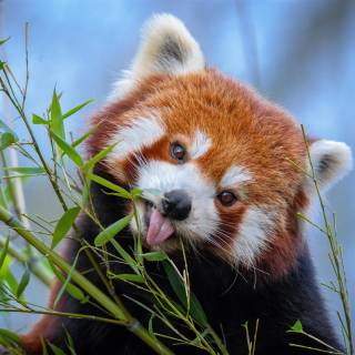 Red panda desktop wallpaper