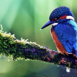 Desktop bird wallpaper