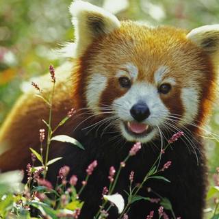 Red panda desktop wallpaper
