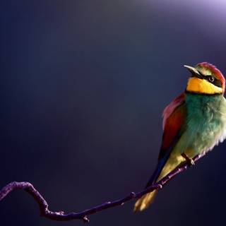 Desktop bird wallpaper