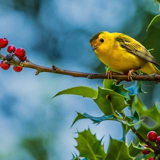 Desktop bird wallpaper