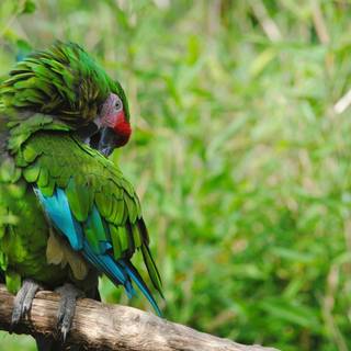 Parrot desktop wallpaper