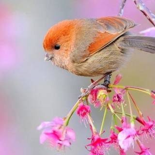 Desktop bird wallpaper