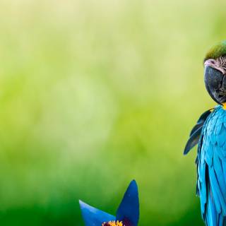 Parrot desktop wallpaper