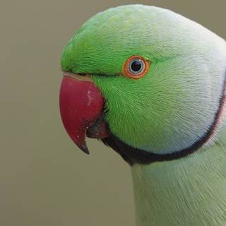 Parrot desktop wallpaper