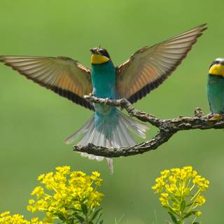 Desktop bird wallpaper