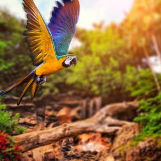 Parrot desktop wallpaper