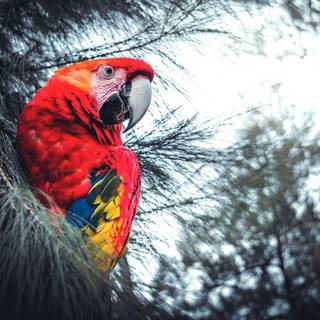 Parrot desktop wallpaper
