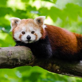 Red panda desktop wallpaper