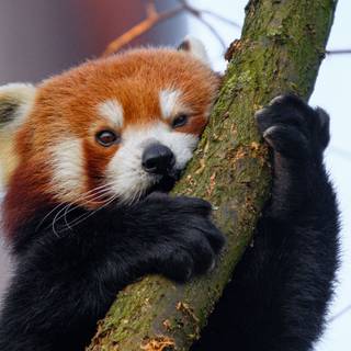 Red panda desktop wallpaper