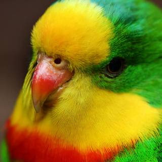 Parrot desktop wallpaper