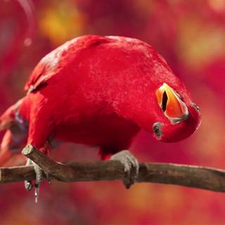 Parrot desktop wallpaper