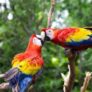 Parrot desktop wallpaper