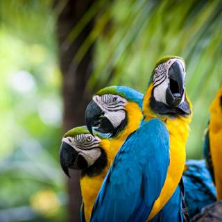 Parrot desktop wallpaper