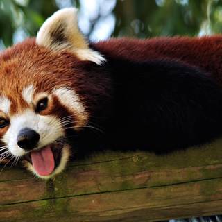 Red panda desktop wallpaper
