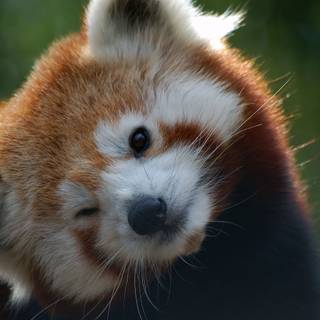 Red panda desktop wallpaper