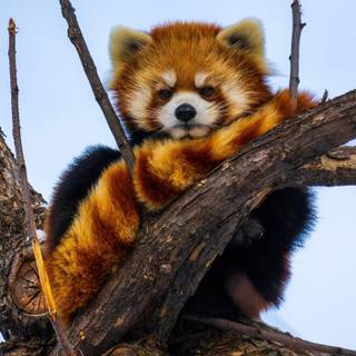 Red panda desktop wallpaper