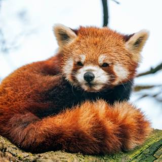 Red panda desktop wallpaper