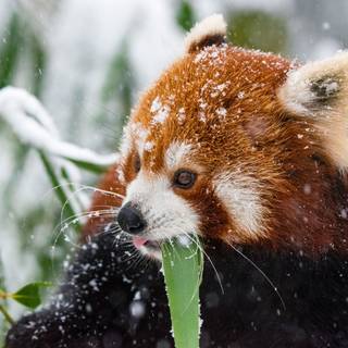 Red panda desktop wallpaper