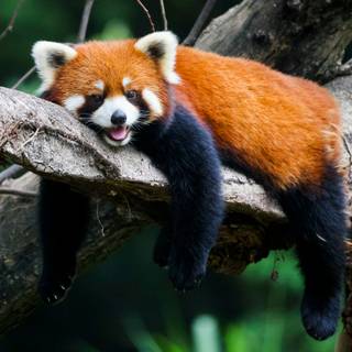 Red panda desktop wallpaper