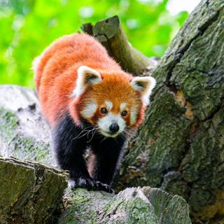 Red panda desktop wallpaper