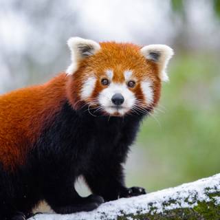 Red panda desktop wallpaper