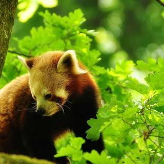 Red panda desktop wallpaper