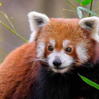 Red panda desktop wallpaper