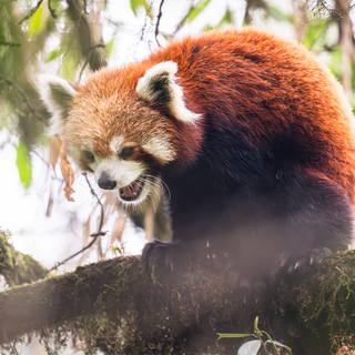 Red panda desktop wallpaper