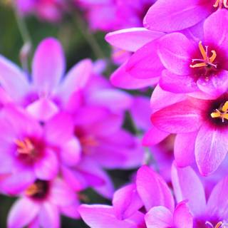 Vibrant desktop wallpaper