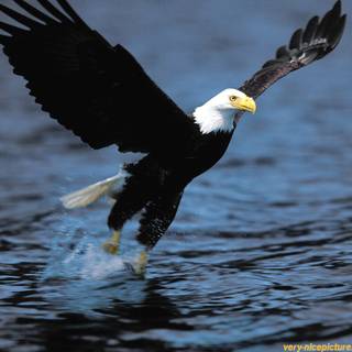 Desktop bird wallpaper