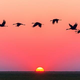 Desktop bird wallpaper