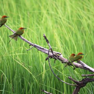 Desktop bird wallpaper