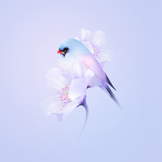 Desktop bird wallpaper