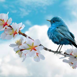 Desktop bird wallpaper