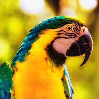 Parrot desktop wallpaper
