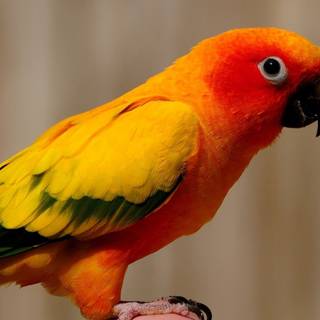 Parrot desktop wallpaper