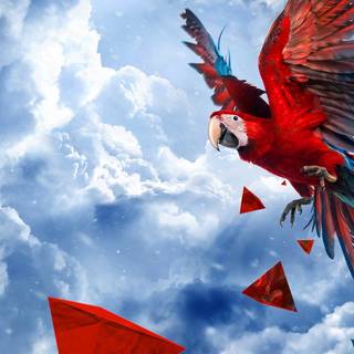 Parrot desktop wallpaper