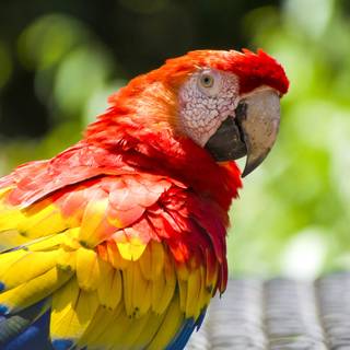 Parrot desktop wallpaper