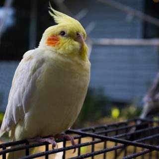 Parrot desktop wallpaper