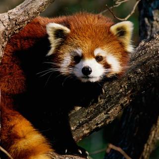 Red panda desktop wallpaper