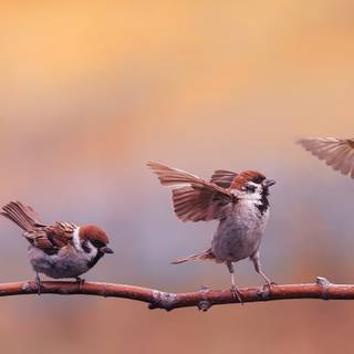 Desktop bird wallpaper