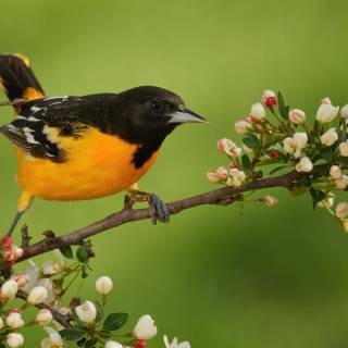 Desktop bird wallpaper