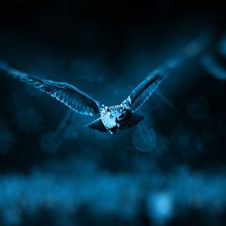 Desktop bird wallpaper