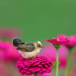 Desktop bird wallpaper